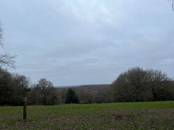 View from Holmwood Common